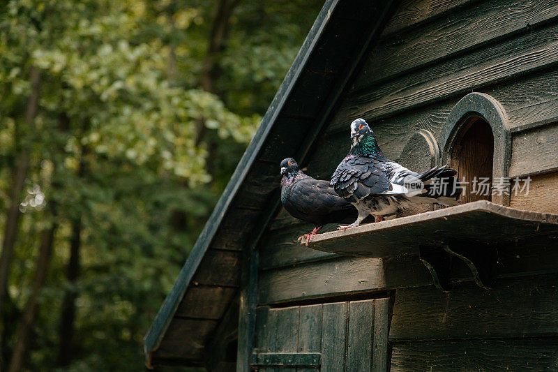 捷克，Castolovice, 2021年9月11日:纯种鸽子坐在乡村农场的华丽木制鸽舍上，独立的花园装饰，鸟屋的灰鸽子归巢。